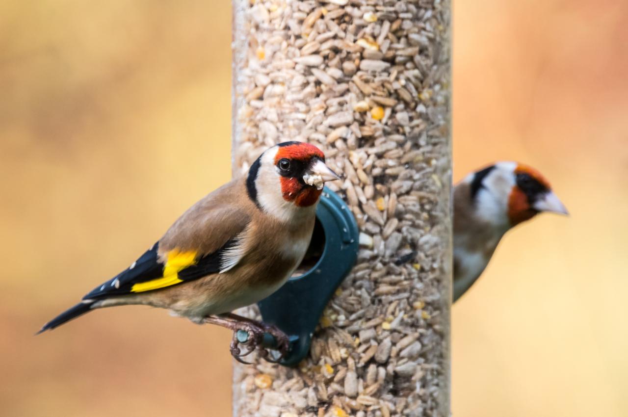 How to Stop Bird Seed Growing Everywhere: No Mess Bird Feeding